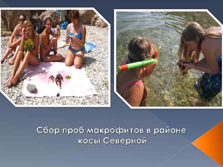 Сбор проб макрофитов в районе   косы Северной 