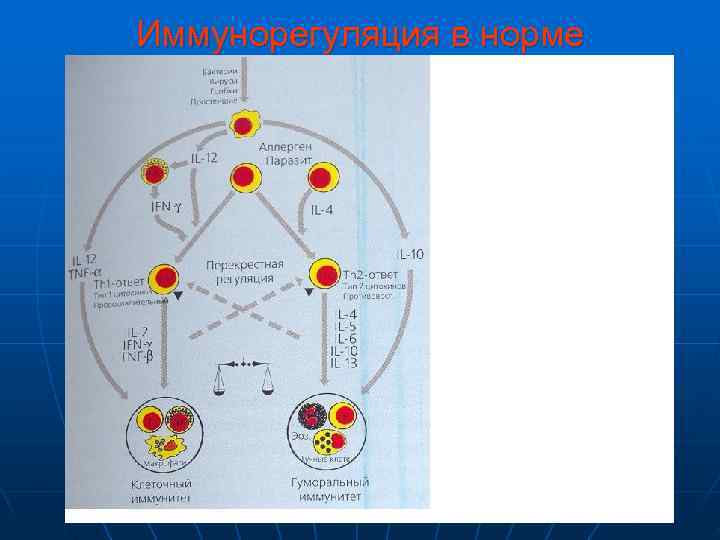 Иммунорегуляция в норме 