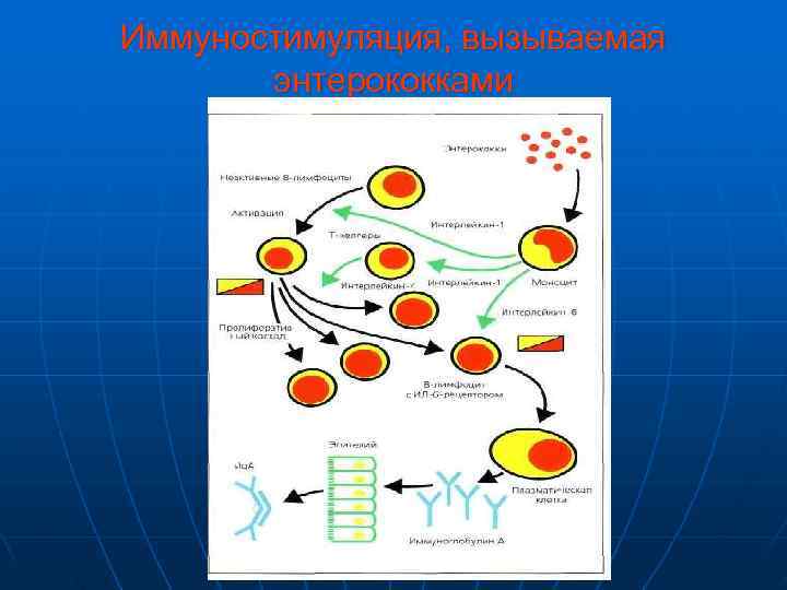 Иммуностимуляция, вызываемая  энтерококками 