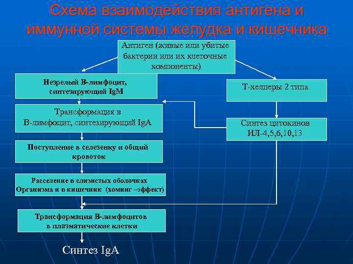   Схема взаимодействия антигена и  иммунной системы желудка и кишечника  