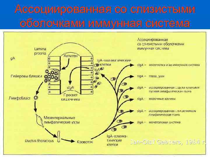 Ассоциированная со слизистыми оболочками иммунная система    Jan-Olaf Gebbers, 1984 г. 