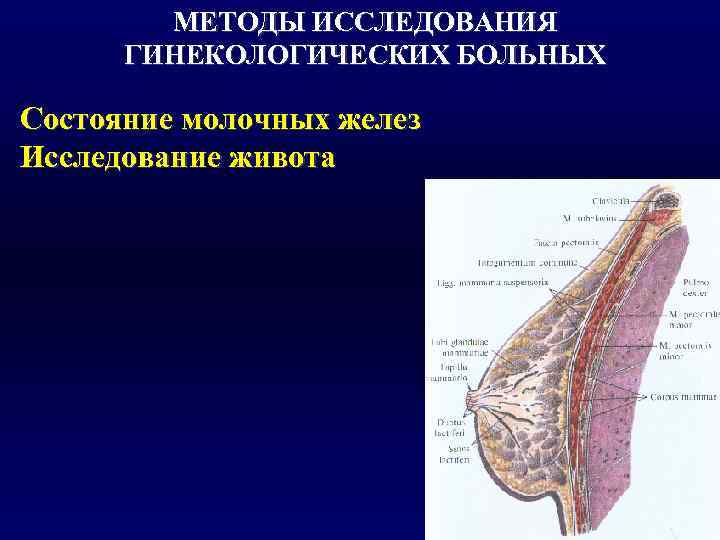  МЕТОДЫ ИССЛЕДОВАНИЯ  ГИНЕКОЛОГИЧЕСКИХ БОЛЬНЫХ Состояние молочных желез Исследование живота 