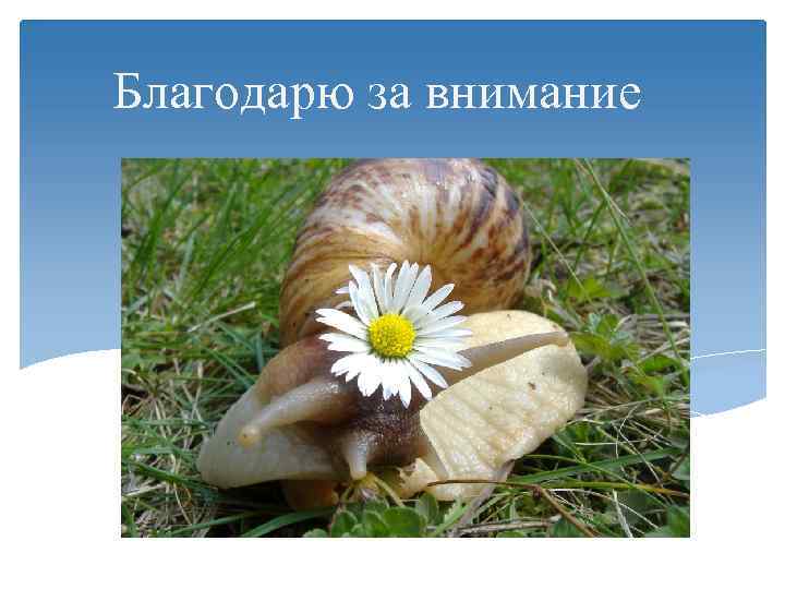 Благодарю за внимание 