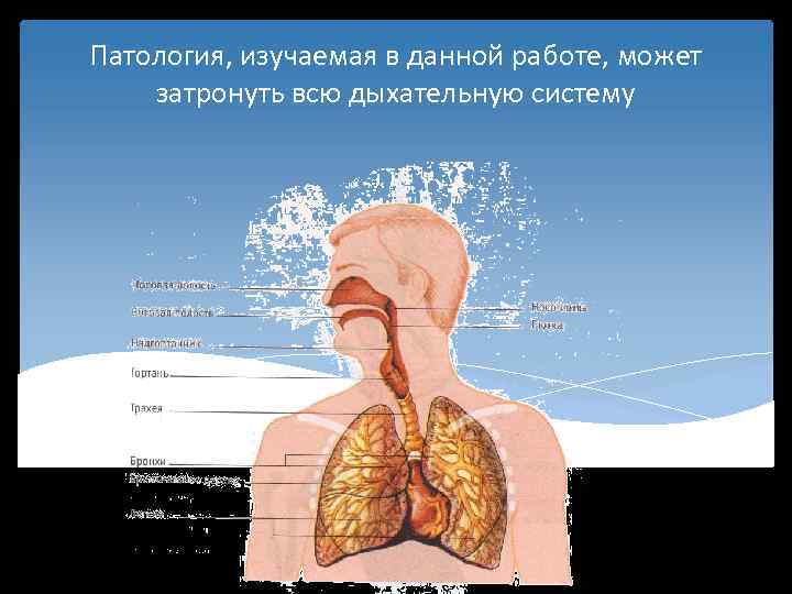 Патология, изучаемая в данной работе, может затронуть всю дыхательную систему 
