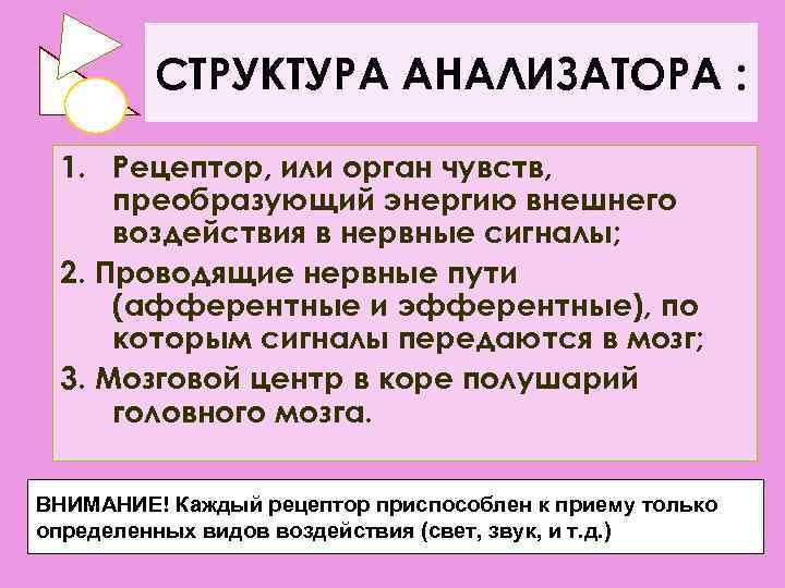    СТРУКТУРА АНАЛИЗАТОРА :  1. Рецептор, или орган чувств,  преобразующий