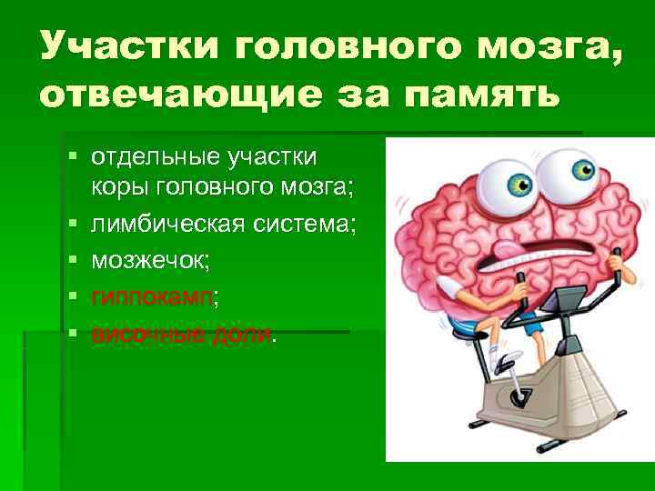 Участки головного мозга, отвечающие за память § отдельные участки  коры головного мозга; 
