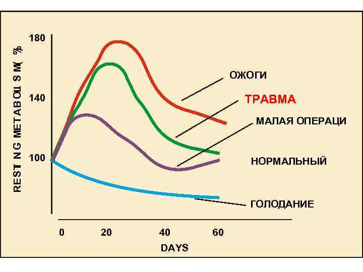       180 REST N G MET AB OL S
