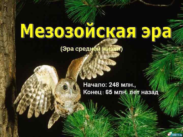 Жизнь в мезозое Жизнь в мезозое