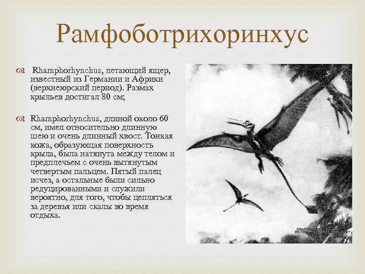 Рамфоботрихоринхус Rhamphorhynchus, летающий ящер, известный из Германии и Африки Рамфоботрихоринхус Rhamphorhynchus, летающий ящер, известный из Германии и Африки