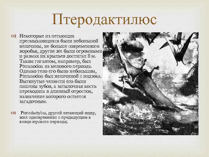 Птеродактилюс Некоторые из летающих пресмыкающихся были небольшой величины, Птеродактилюс Некоторые из летающих пресмыкающихся были небольшой величины,