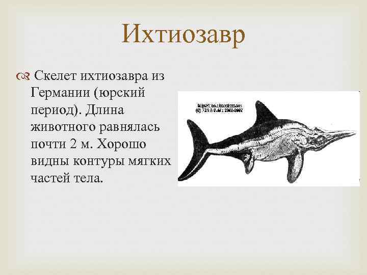 Ихтиозавр Скелет ихтиозавра из Германии (юрский период). Длина животного равнялась Ихтиозавр Скелет ихтиозавра из Германии (юрский период). Длина животного равнялась