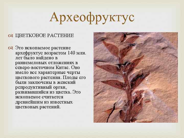 Археофруктус ЦВЕТКОВОЕ РАСТЕНИЕ Это ископаемое растение архефруктус Археофруктус ЦВЕТКОВОЕ РАСТЕНИЕ Это ископаемое растение архефруктус