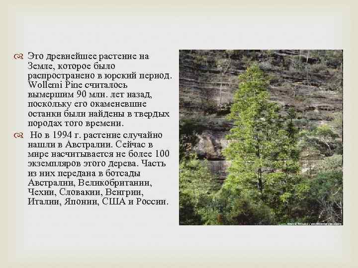 Это древнейшее растение на Земле, которое было распространено в юрский период. Это древнейшее растение на Земле, которое было распространено в юрский период.