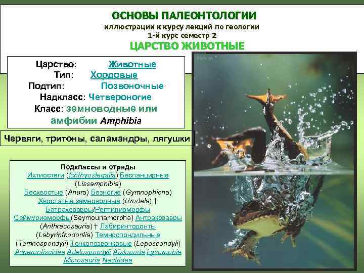      ОСНОВЫ ПАЛЕОНТОЛОГИИ     иллюстрации к курсу