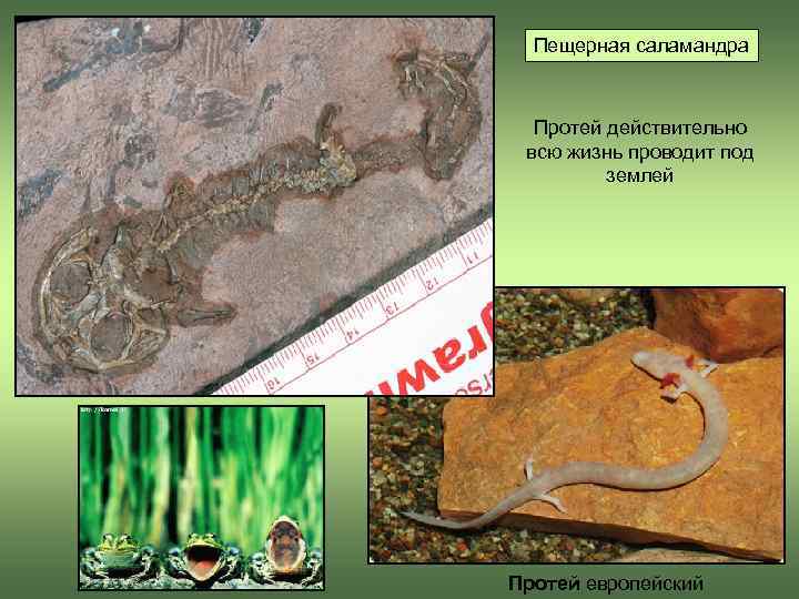  Пещерная саламандра Протей действительно  всю жизнь проводит под  землей Протей европейский