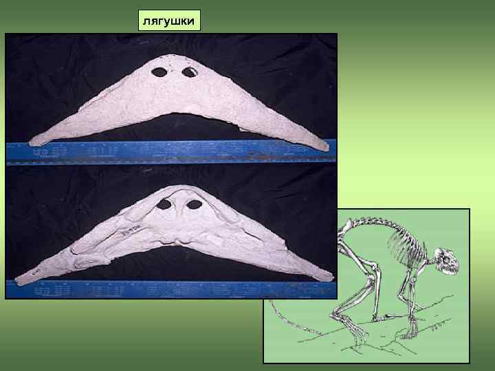 лягушки 