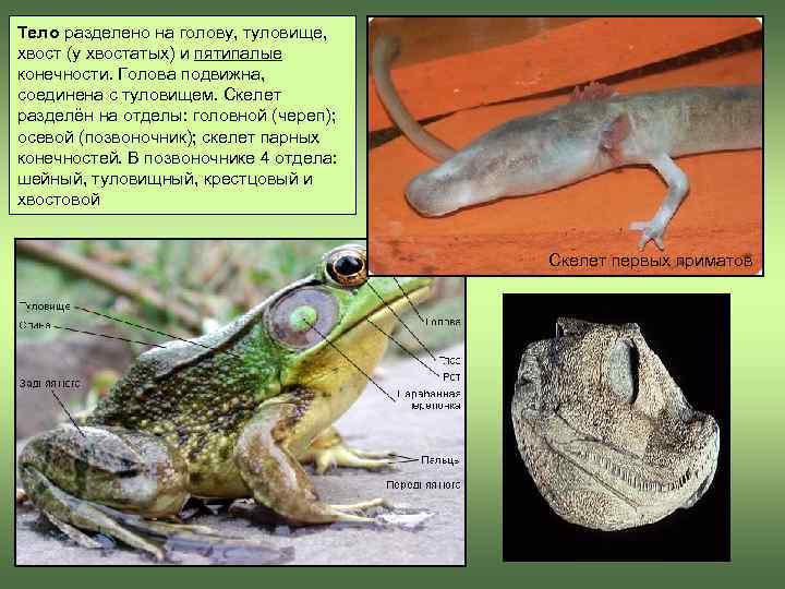 Тело разделено на голову, туловище,  хвост (у хвостатых) и пятипалые конечности. Голова подвижна,