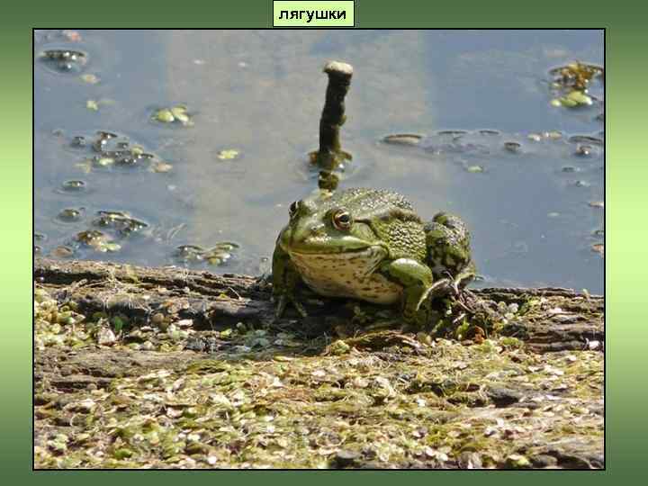лягушки 