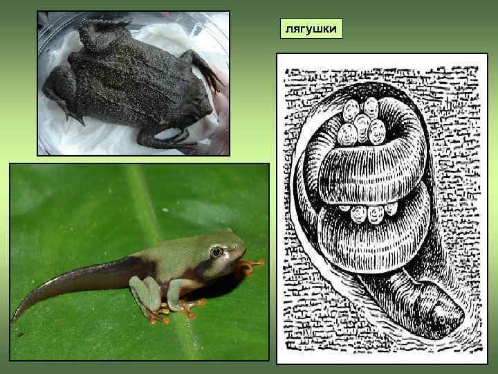 лягушки 