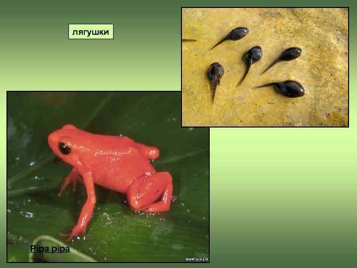    лягушки Pipa pipa 