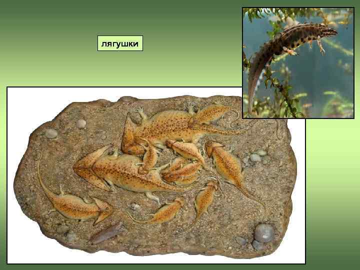 лягушки 
