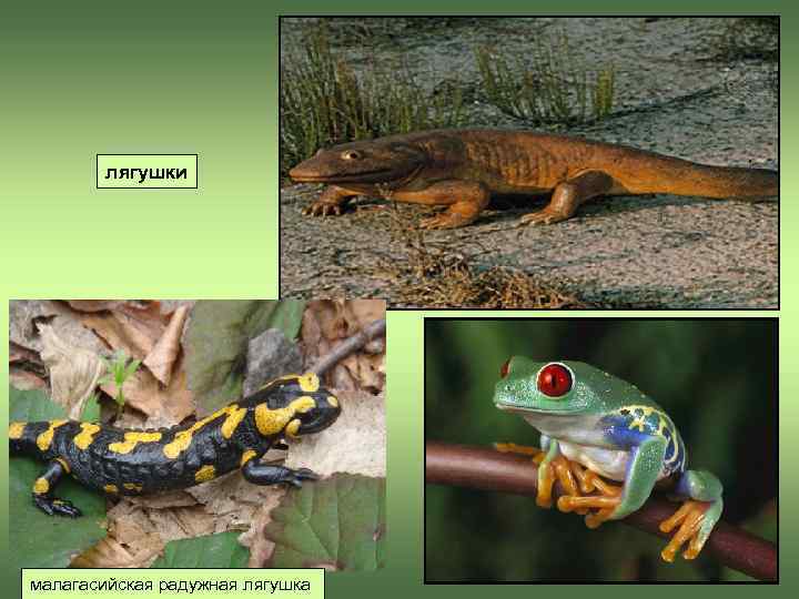   лягушки малагасийская радужная лягушка 