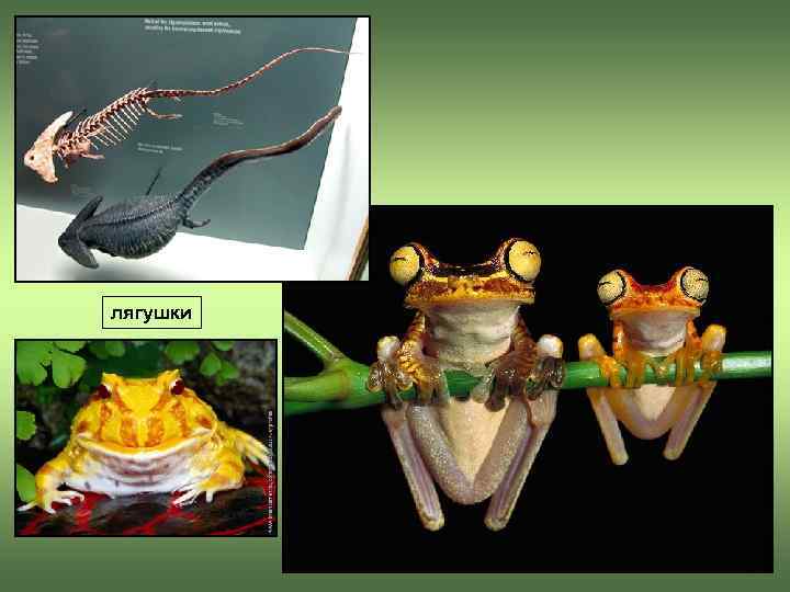 лягушки 