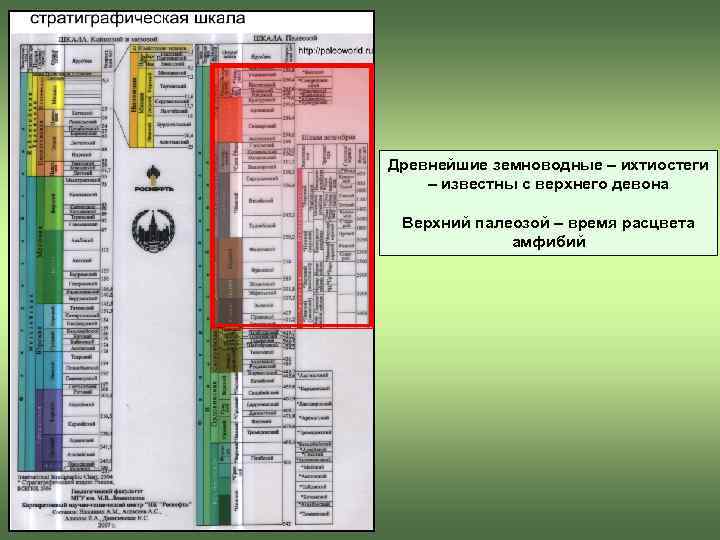 Древнейшие земноводные – ихтиостеги – известны с верхнего девона  Верхний палеозой – время