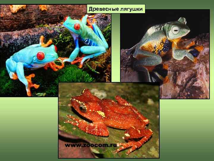 Древесные лягушки 