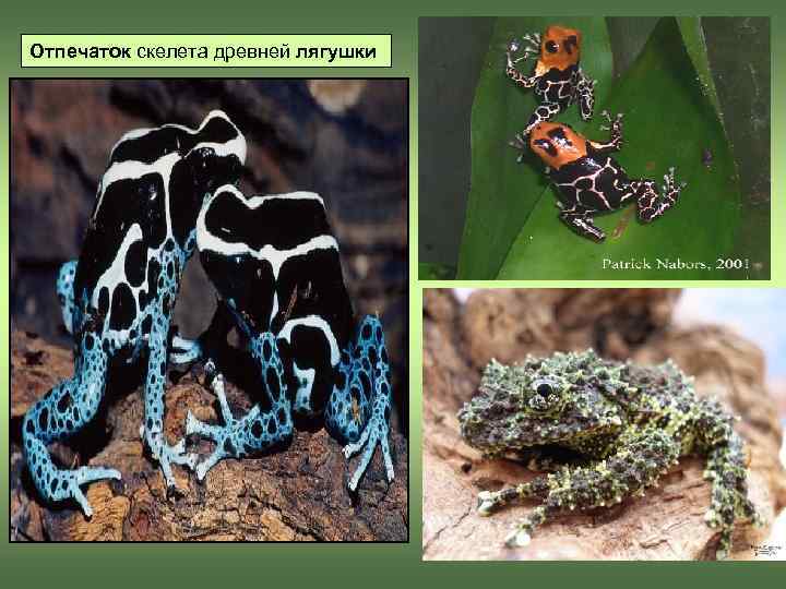 Отпечаток скелета древней лягушки 