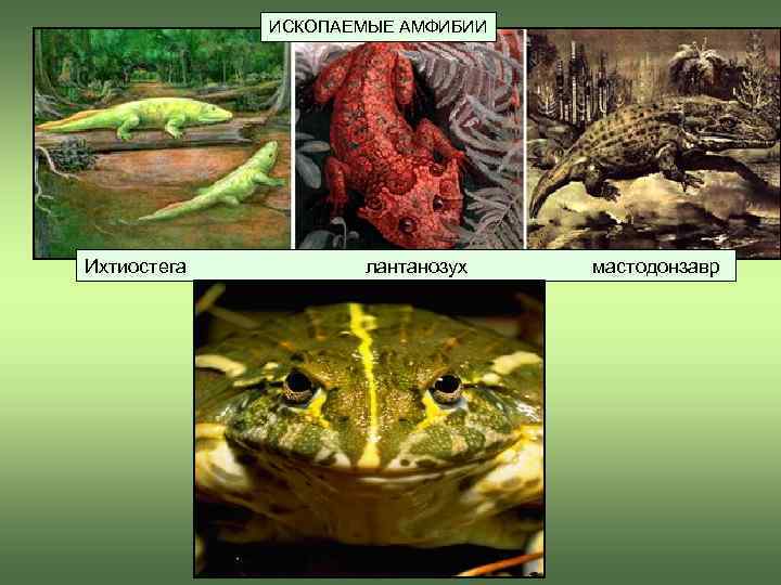      ИСКОПАЕМЫЕ АМФИБИИ Ихтиостега      