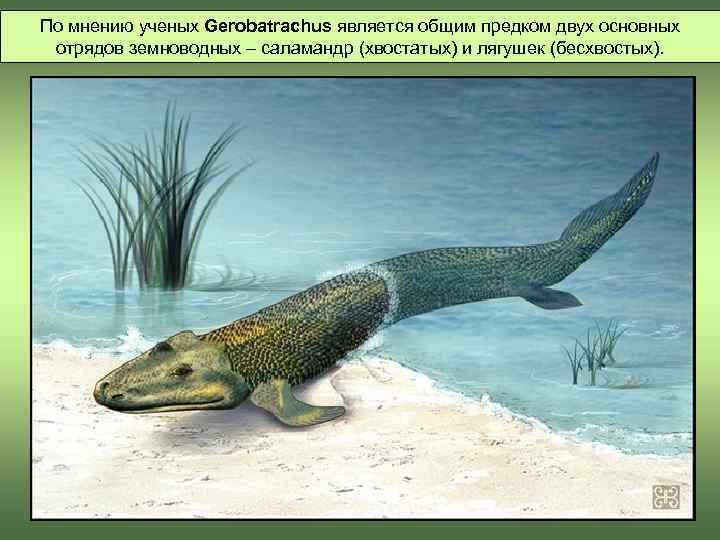 По мнению ученых Gerobatrachus является общим предком двух основных  отрядов земноводных – саламандр