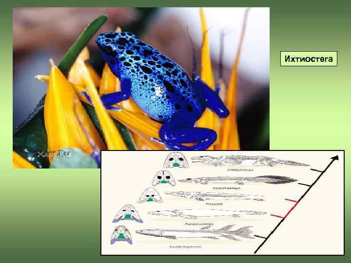 Ихтиостега 