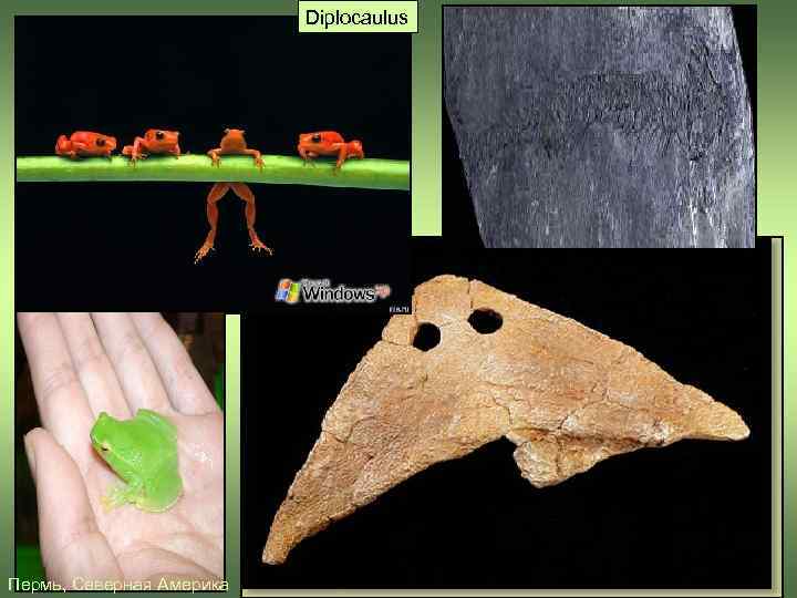      Diplocaulus Пермь, Северная Америка 