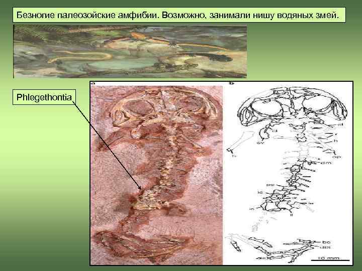 Безногие палеозойские амфибии. Возможно, занимали нишу водяных змей.  Phlegethontia 