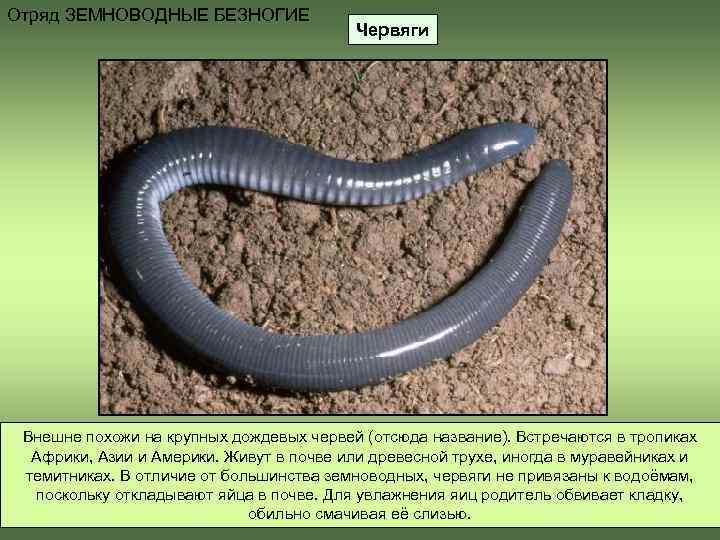 Отряд ЗЕМНОВОДНЫЕ БЕЗНОГИЕ    Червяги Внешне похожи на крупных дождевых червей (отсюда