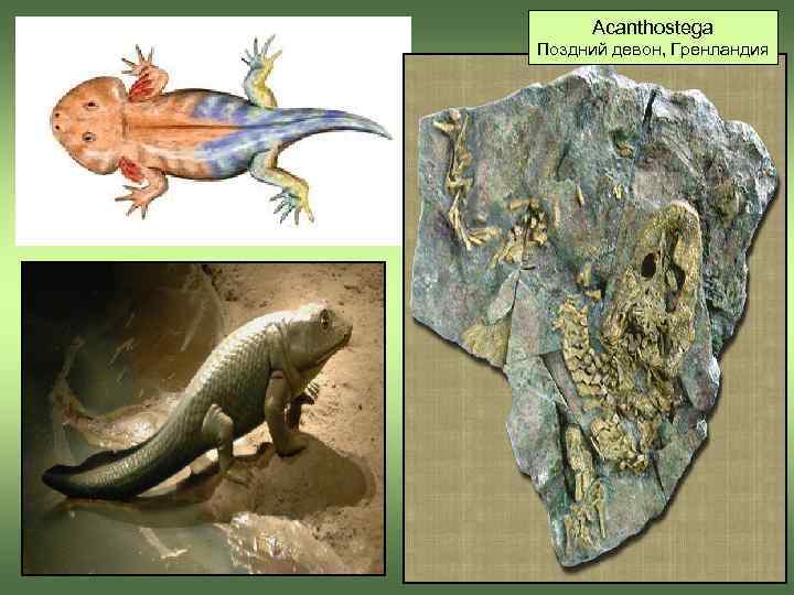  Acanthostega Поздний девон, Гренландия 