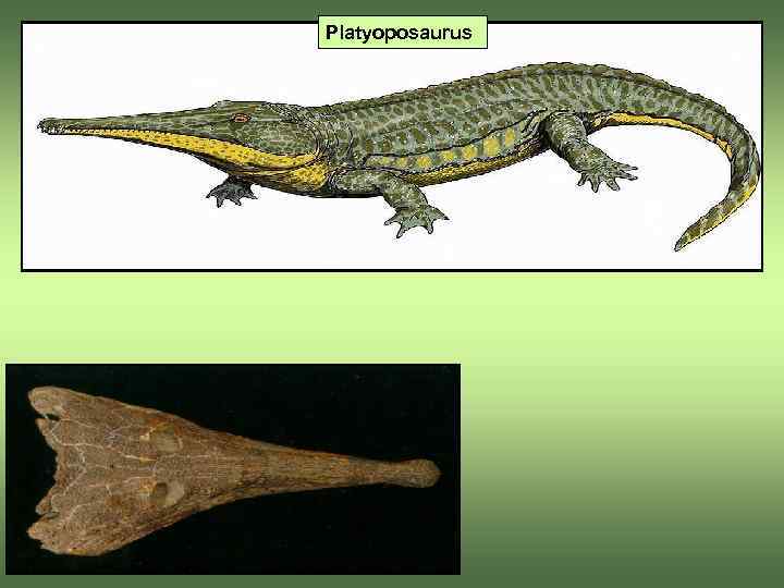 Platyoposaurus 