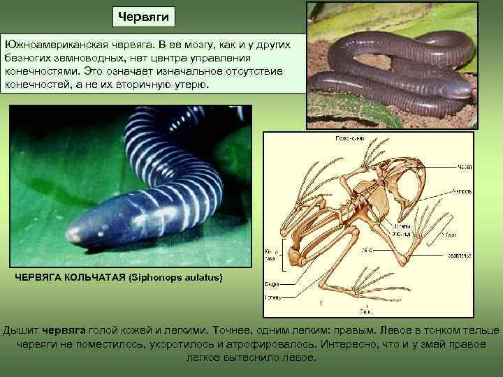 Внешнее строение безногих