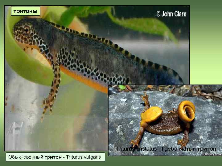  тритоны    Triturus cristatus - Гребенчатый тритон Обыкновенный тритон - Triturus
