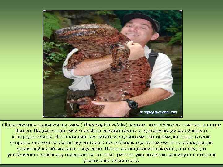 Обыкновенная подвязочная змея (Thamnophis sirtalis) поедает желтобрюхого тритона в штате  Орегон. Подвязочные змеи