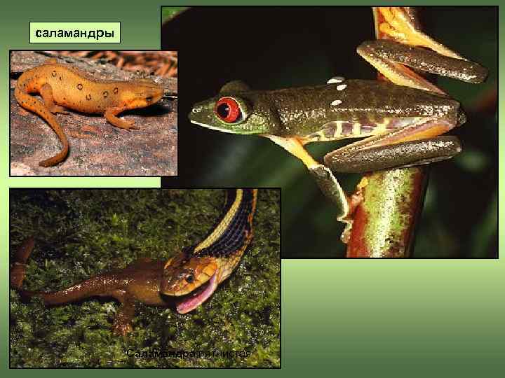 саламандры   Саламандра пятнистая 