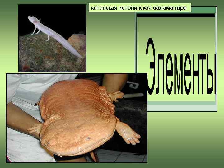 китайская исполинская саламандра 