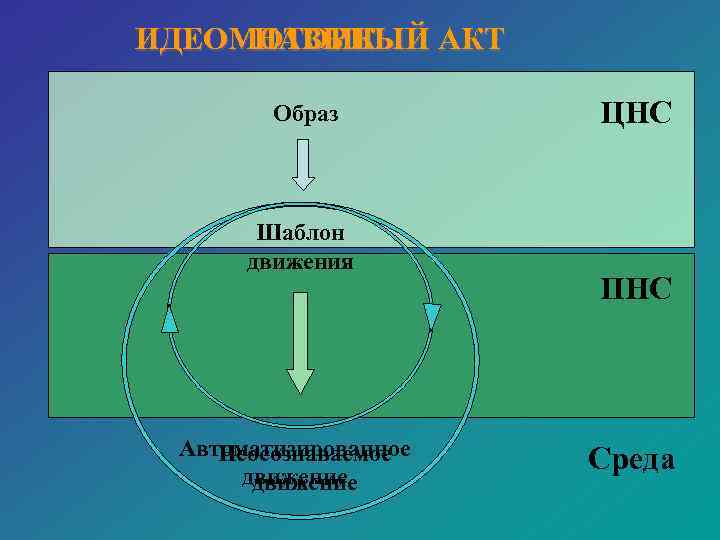ИДЕОМОТОРНЫЙ АКТ НАВЫК   Образ   ЦНС   Шаблон  движения