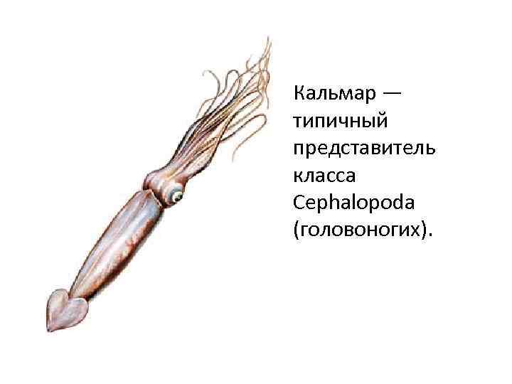 Кальмар — типичный представитель класса Cephalopoda (головоногих).  