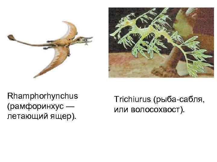 Rhamphorhynchus  Trichiurus (рыба-сабля,  (рамфоринхус — или волосохвост).  летающий ящер). 