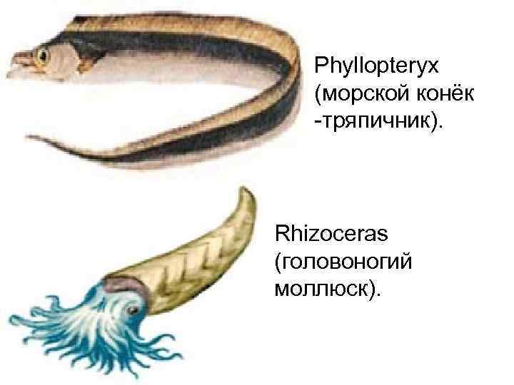   Phyllopteryx (морской конёк  -тряпичник). Rhizoceras (головоногий моллюск).  