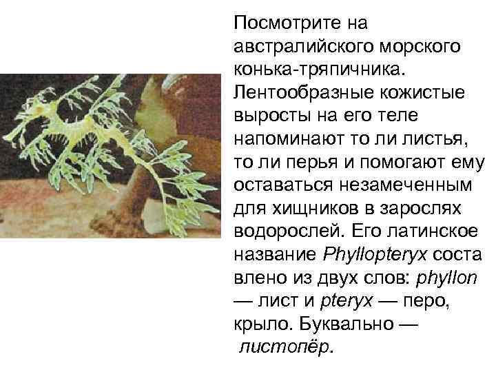 Посмотрите на австралийского морского конька-тряпичника.  Лентообразные кожистые выросты на его теле напоминают то