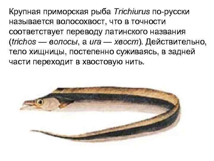 Крупная приморская рыба Trichiurus по-русски называется волосохвост, что в точности соответствует переводу латинского названия