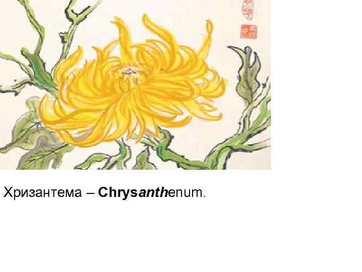 Хризантема – Chrysanthenum.  